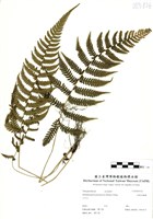 藏品(光葉凸軸蕨)的圖片